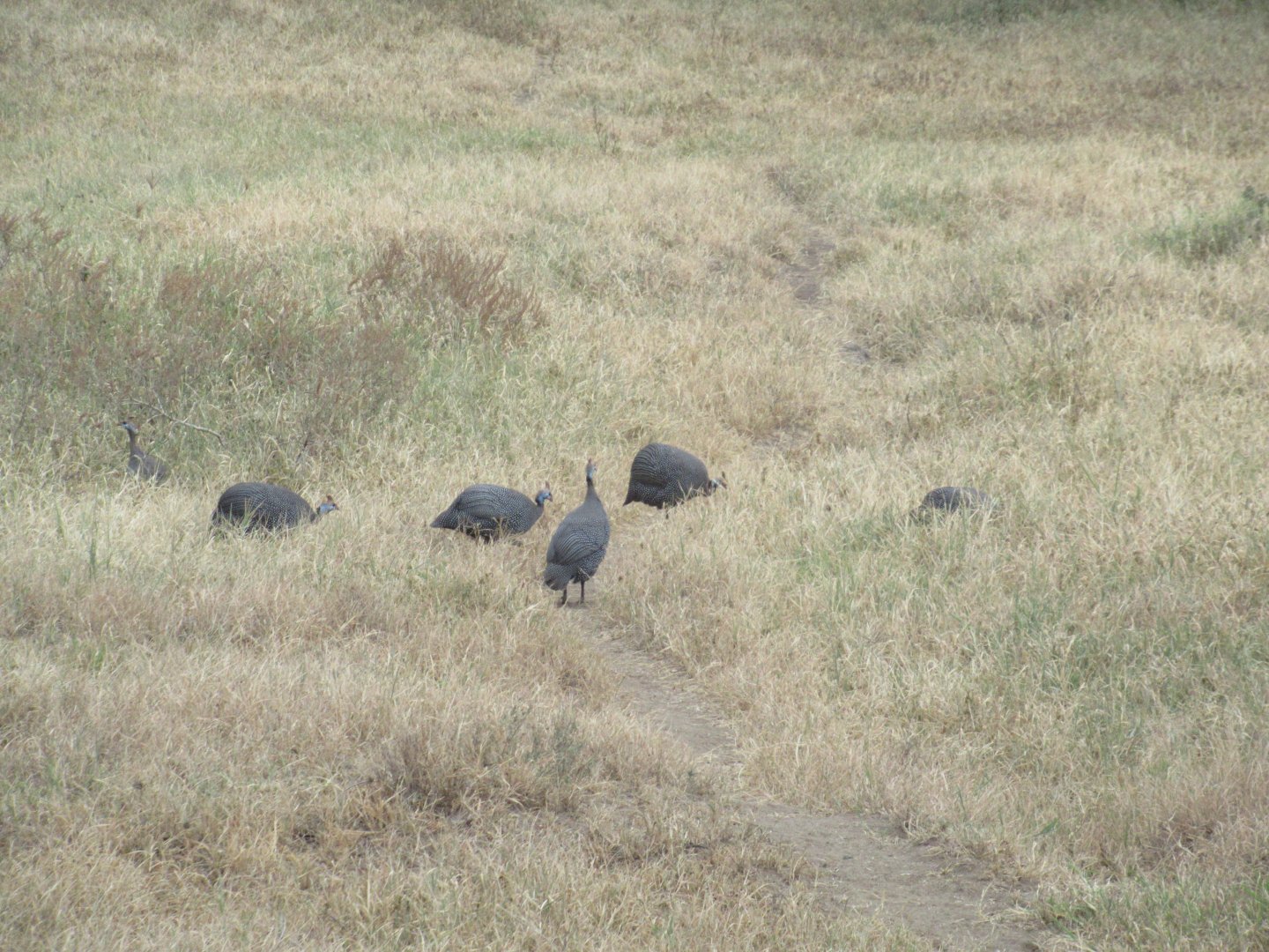 Helemeted guineafowl