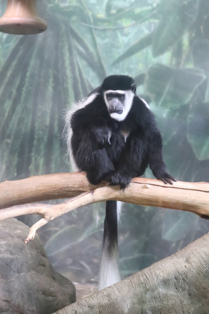 Helen Brach Primate House - Black-and-White Colobus Monkey