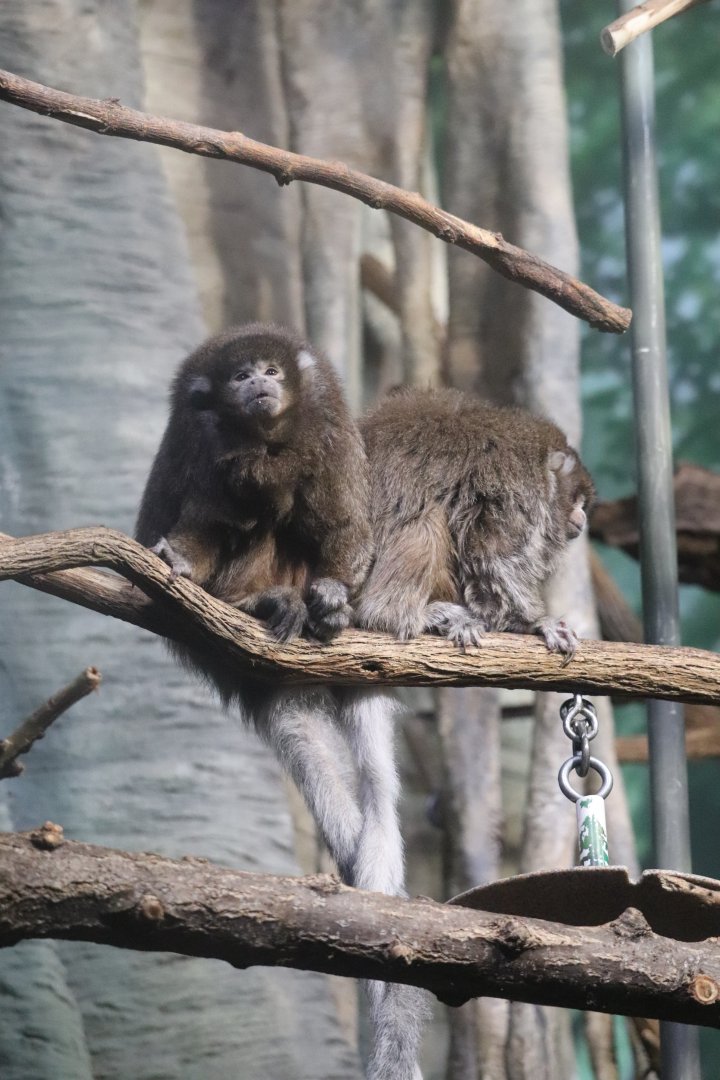 Helen Brach Primate House - Bolivian Gray Titi Monkey
