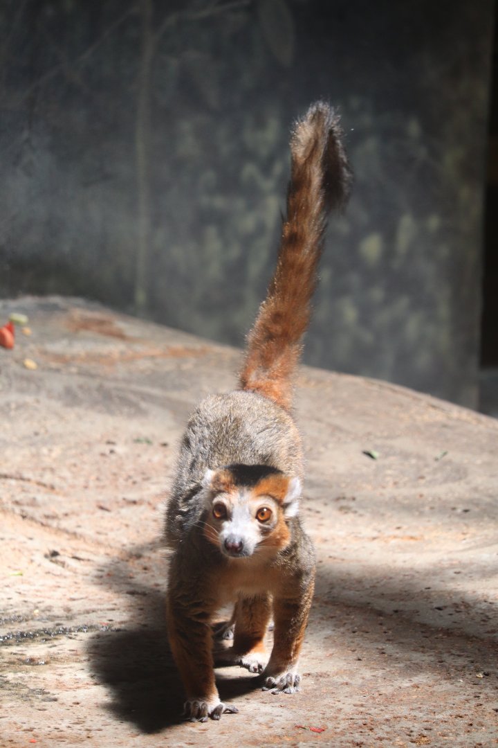 Helen Brach Primate House - Crowned Lemur