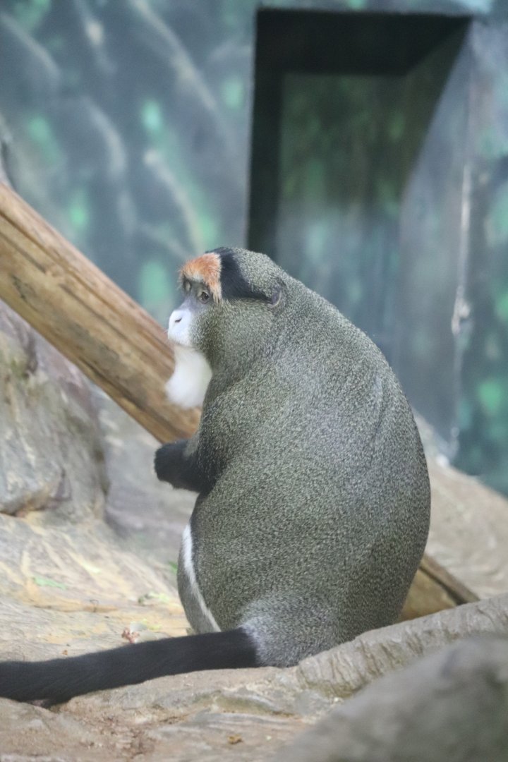Helen Brach Primate House - DeBrazza's Monkey