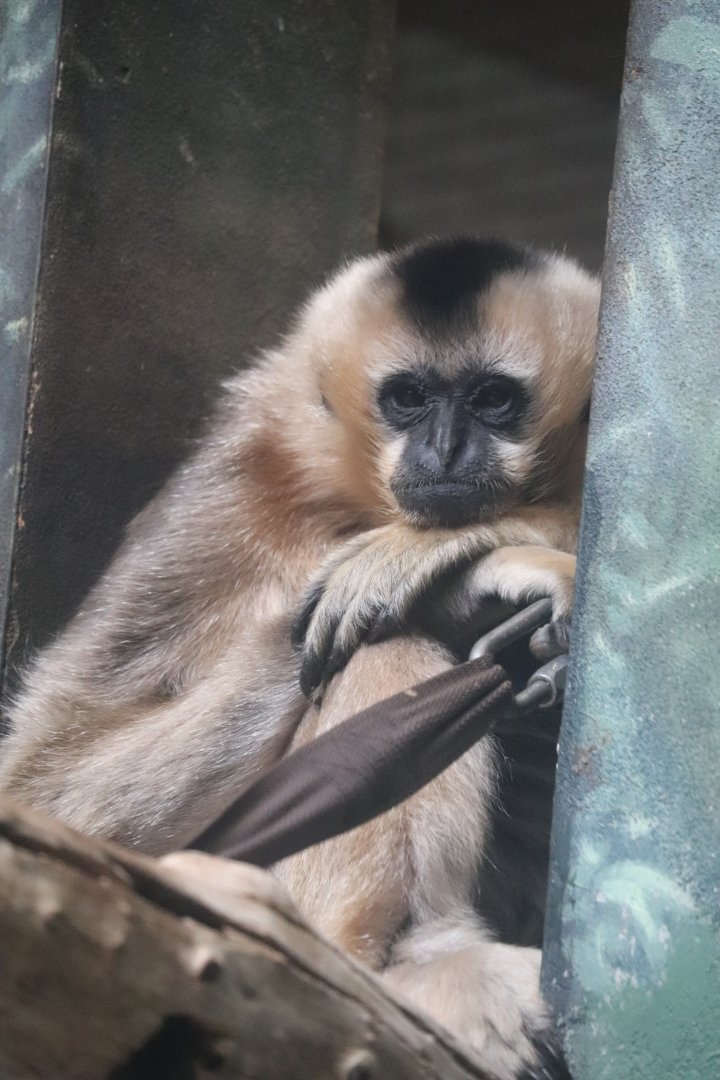 Helen Brach Primate House - White-Cheeked Gibbon