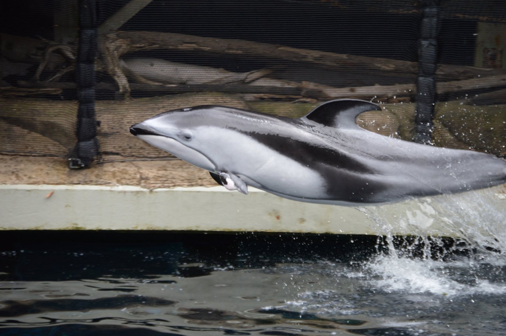 Helen, Lagenorhynchus obliquidens