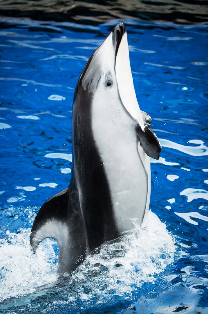 Helen, Pacific white-sided dolphin (Lagenorhynchus obliquidens)