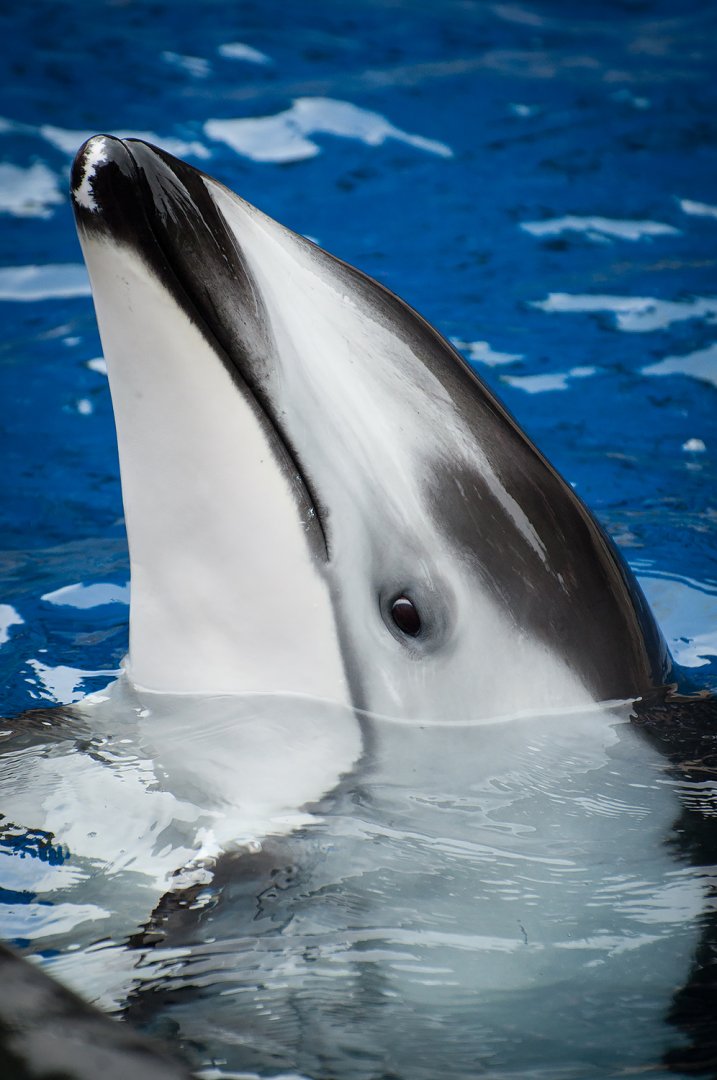 Helen, Pacific white-sided dolphin (Lagenorhynchus obliquidens)