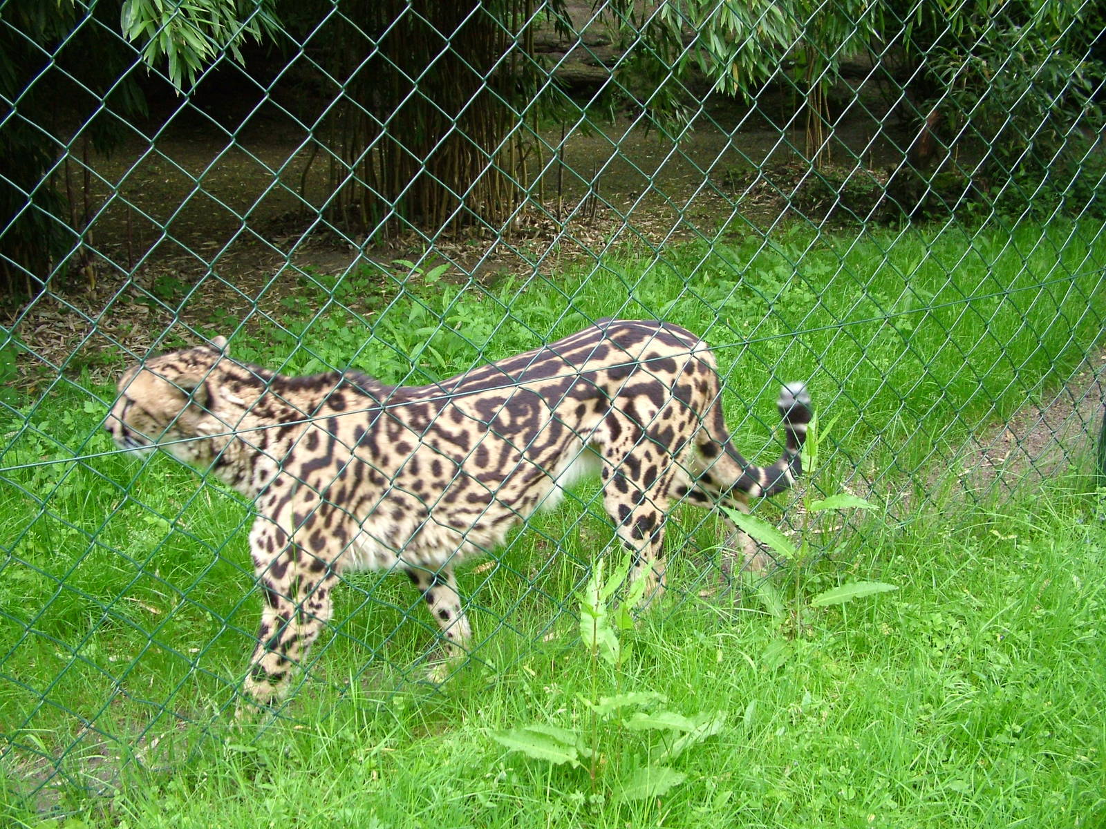 Helen the King Cheetah at Wuppertal 13/05/09