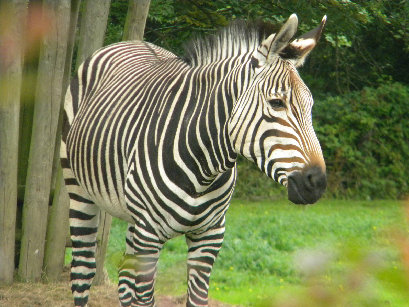 Helene the Hartmann's Mountain Zebra at Blackpool Zoo 07/08/11