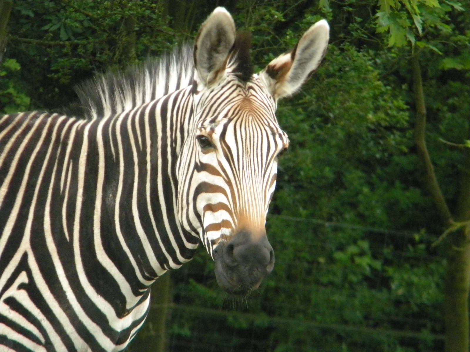 Helene the Hartmann's Mountain Zebra at Blackpool Zoo 07/08/11