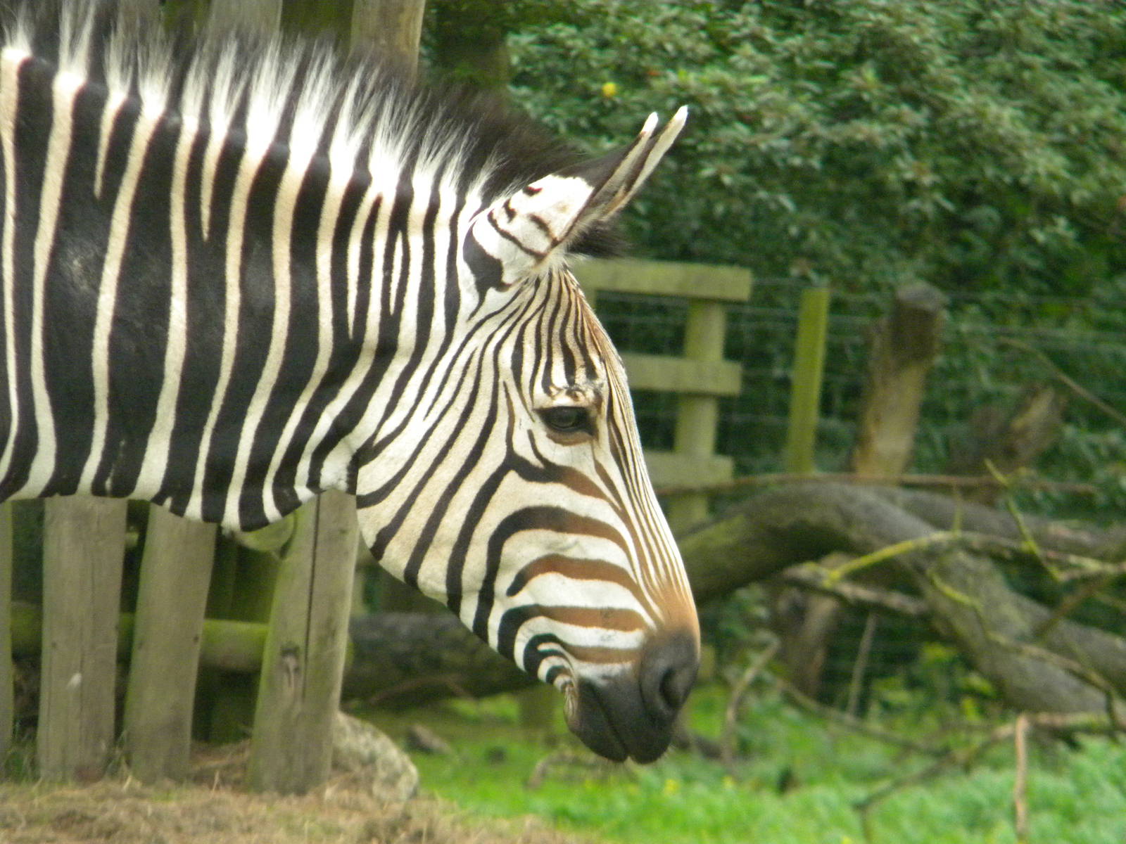Helene the Hartmann's Mountain Zebra at Blackpool Zoo 07/08/11