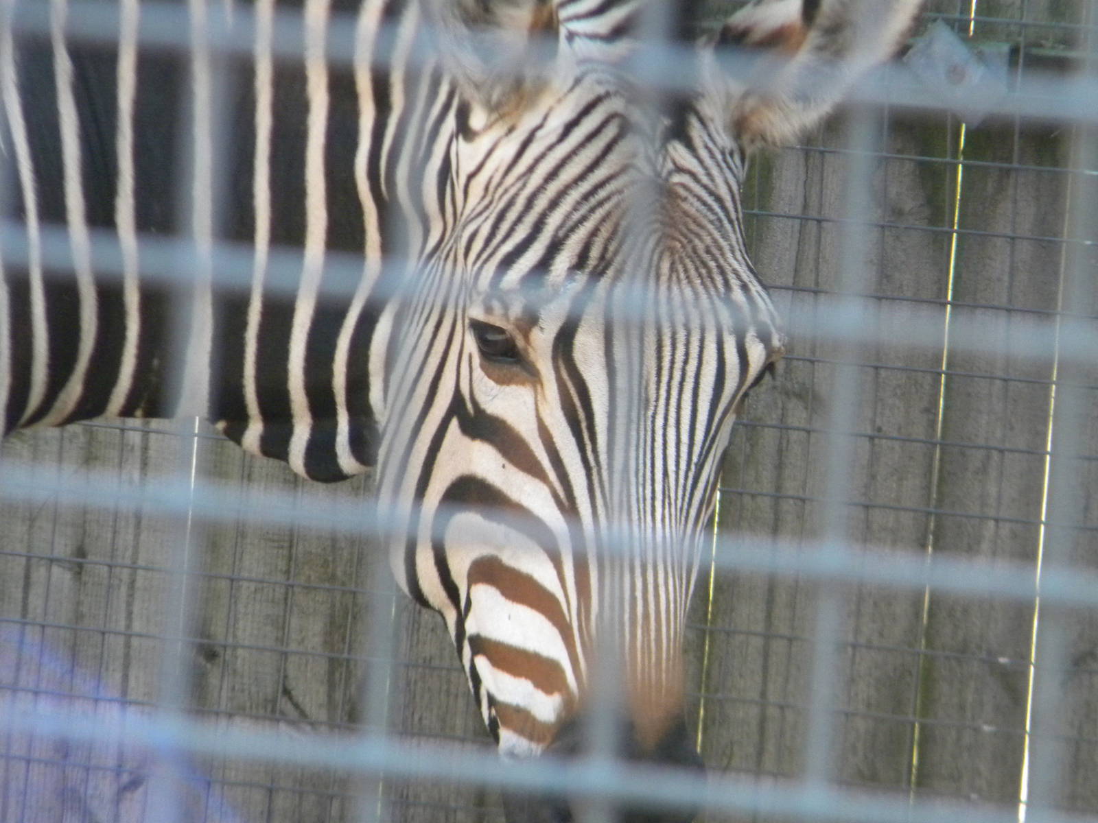 Helene the Hartmann's Mountain Zebra at Blackpool Zoo 10th April 2011