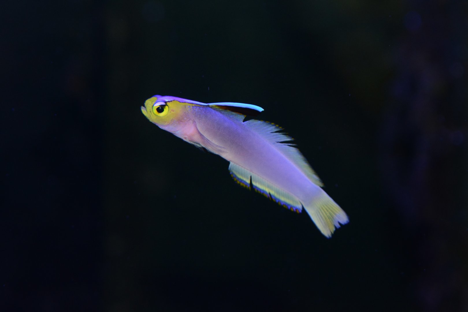 Helfrich's dartfish (Nemateleotris helfrichi)