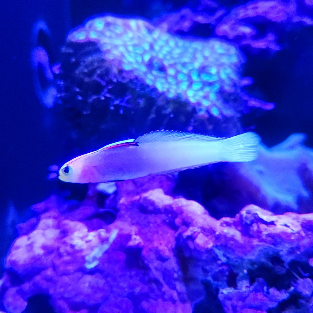 Helfrich's Firefish (Nemateleotris helfrichi)