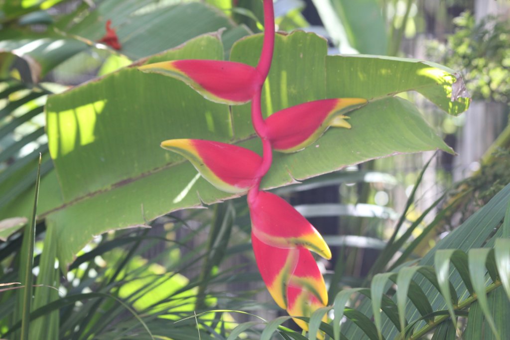 Heliconia flower
