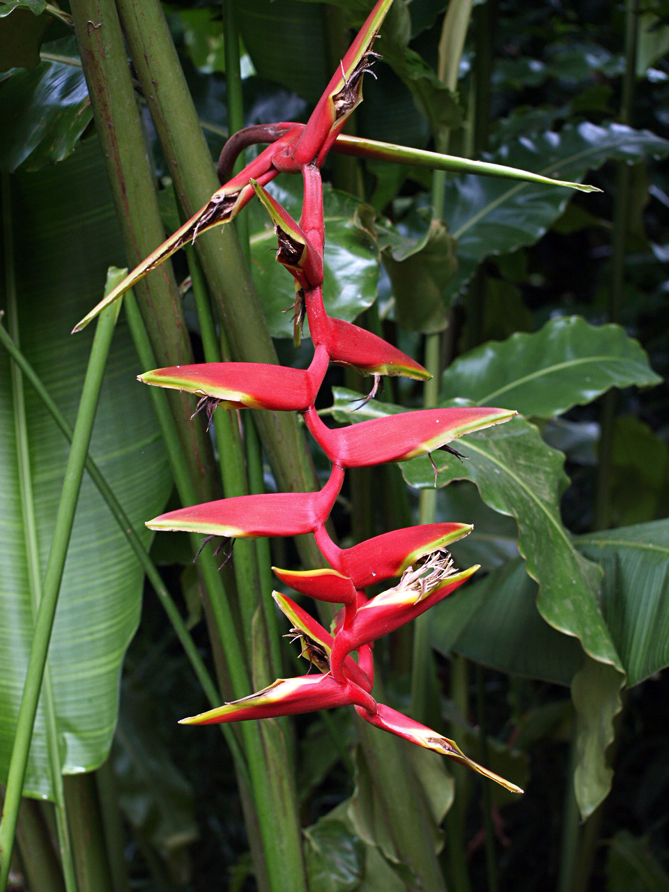 Heliconia sp.