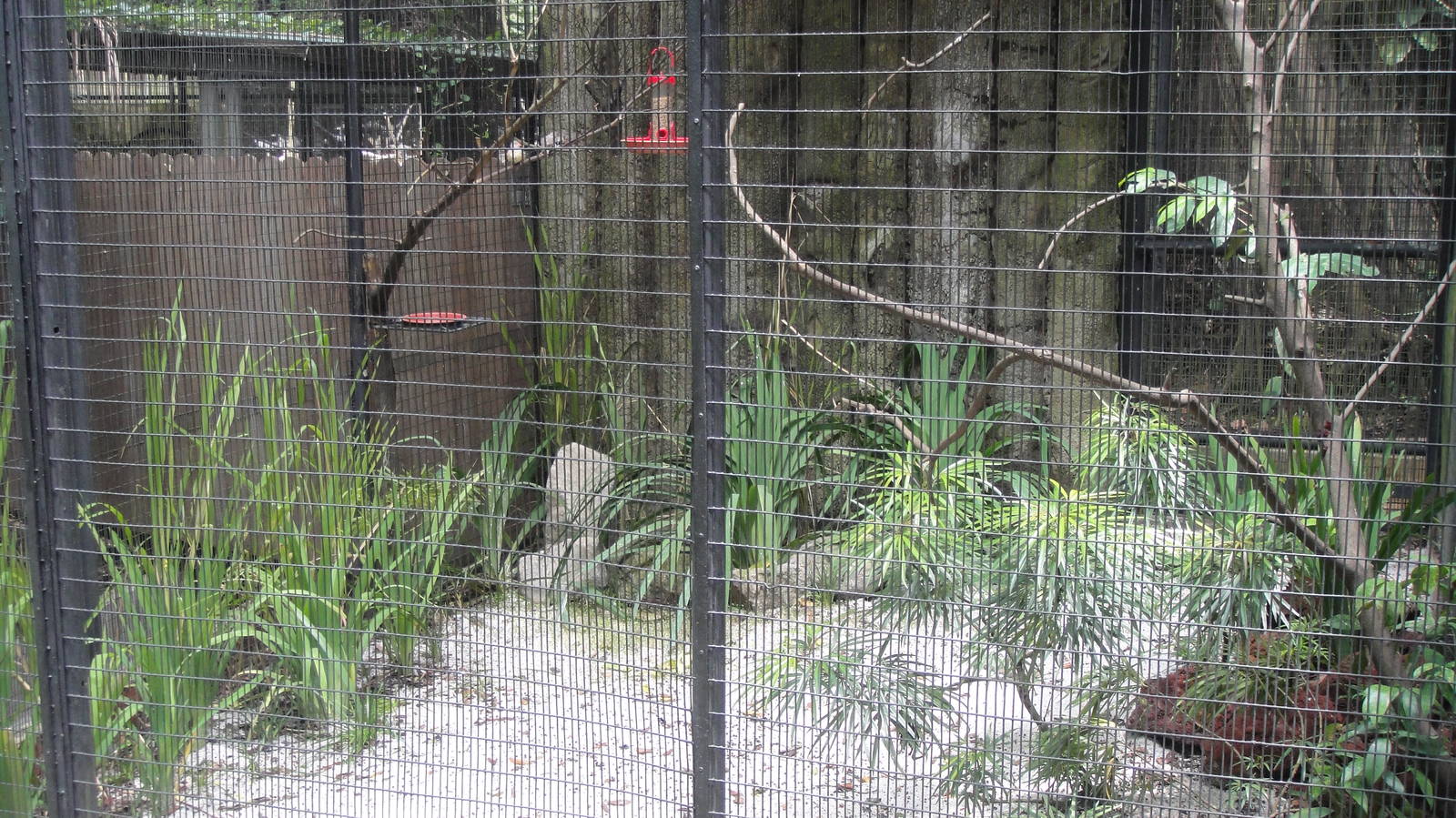 Heliconia Walk - munia and diamond dove aviary