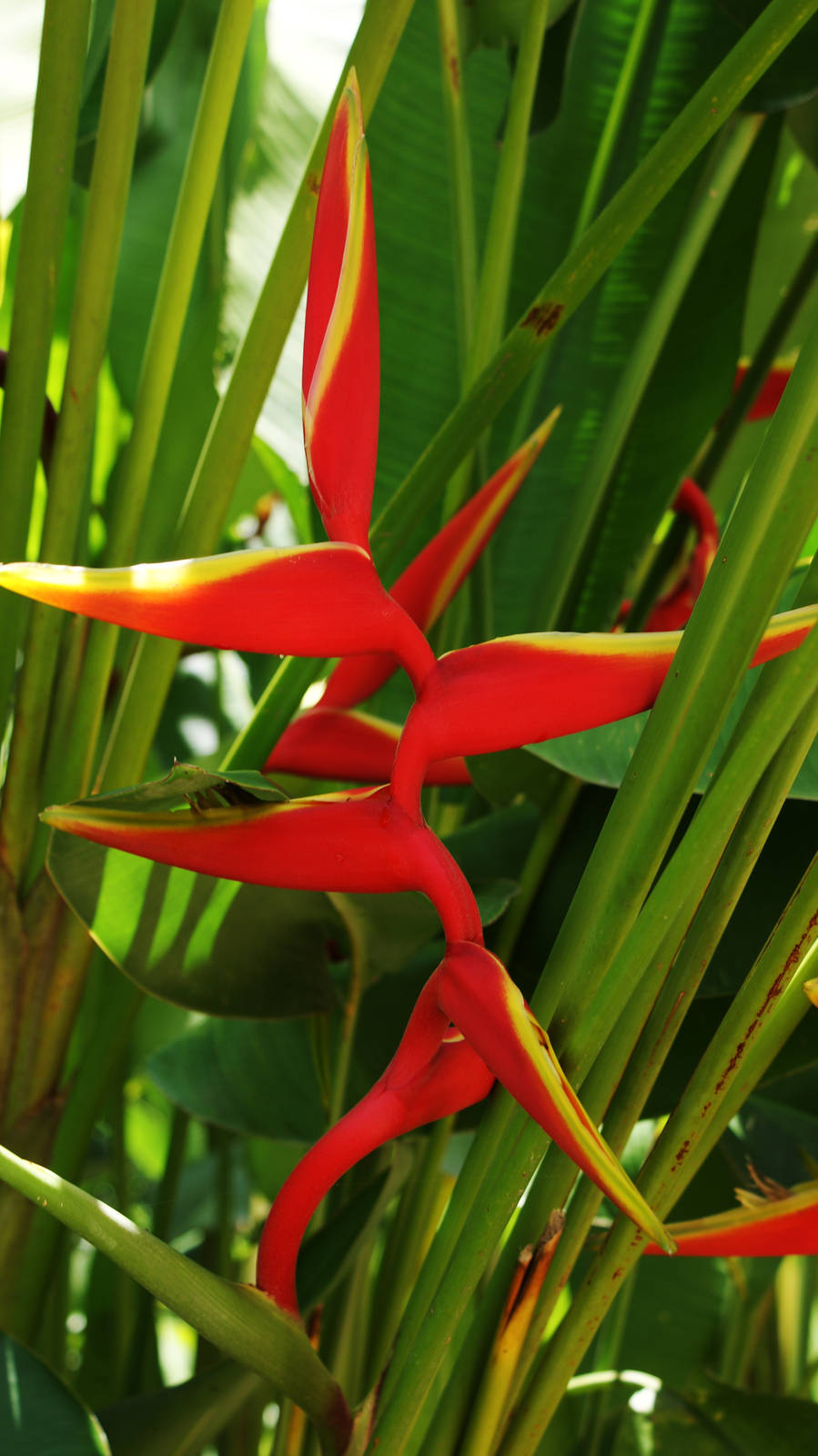Heliconia