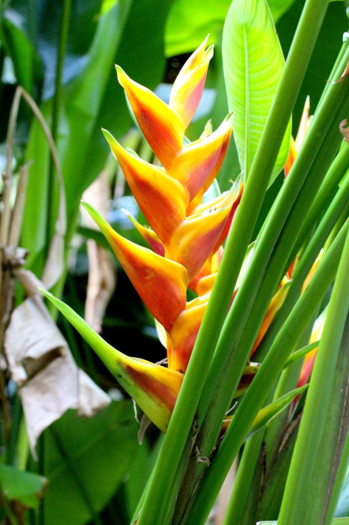 Heliconia