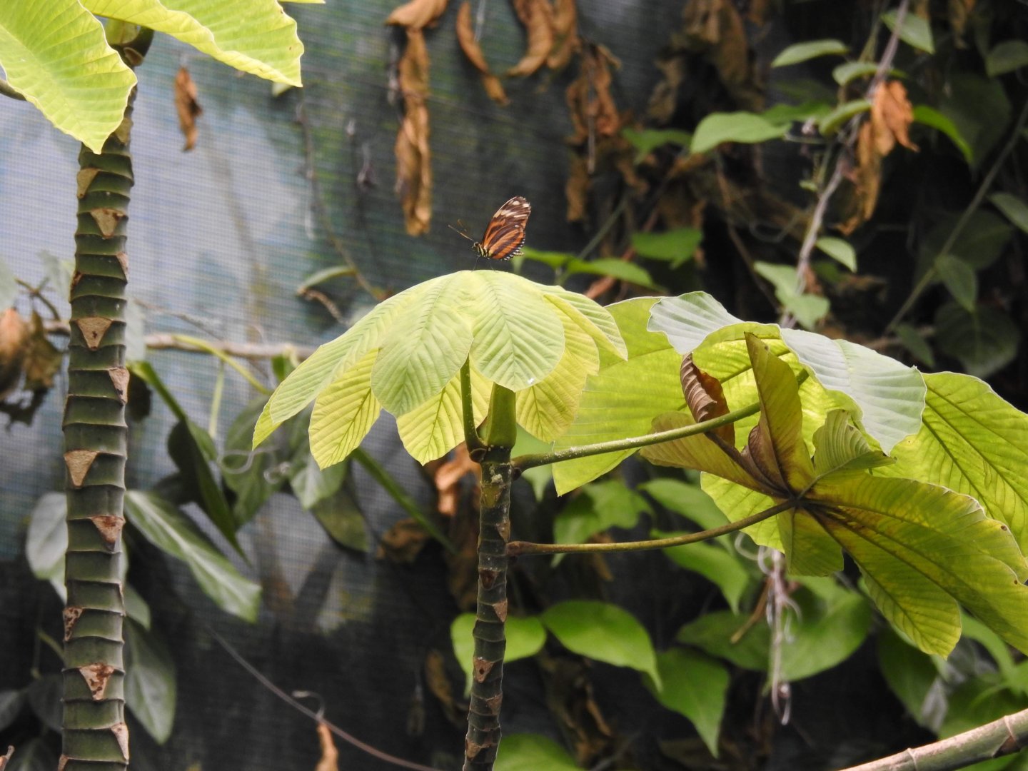 Heliconian butterfly