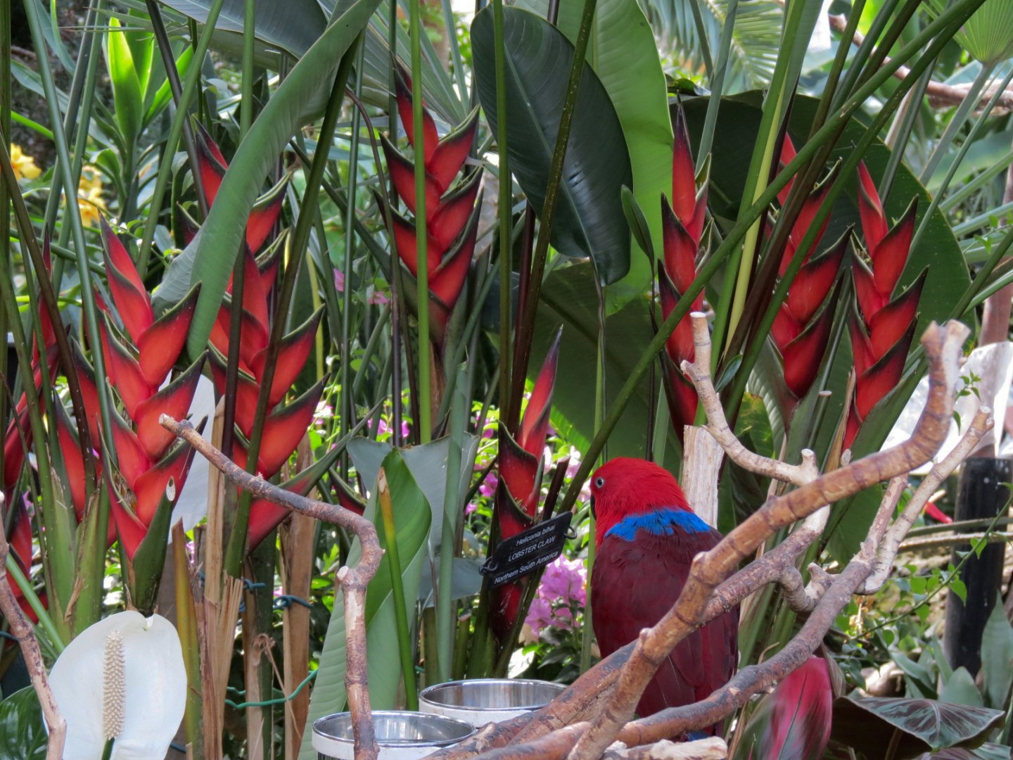 Heliconias and Eclectus Parrot