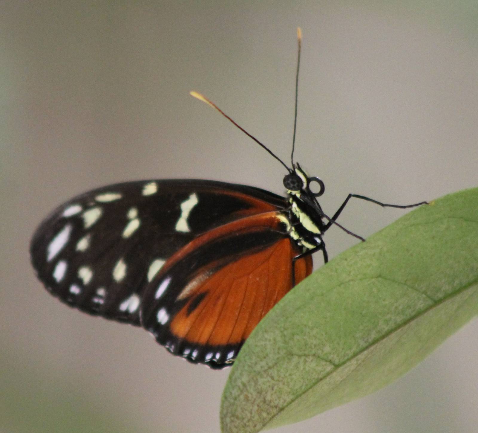 Heliconius anderida