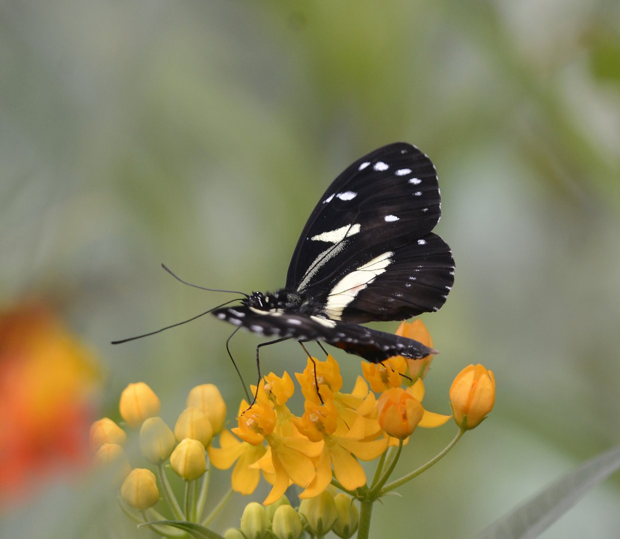 Heliconius athis