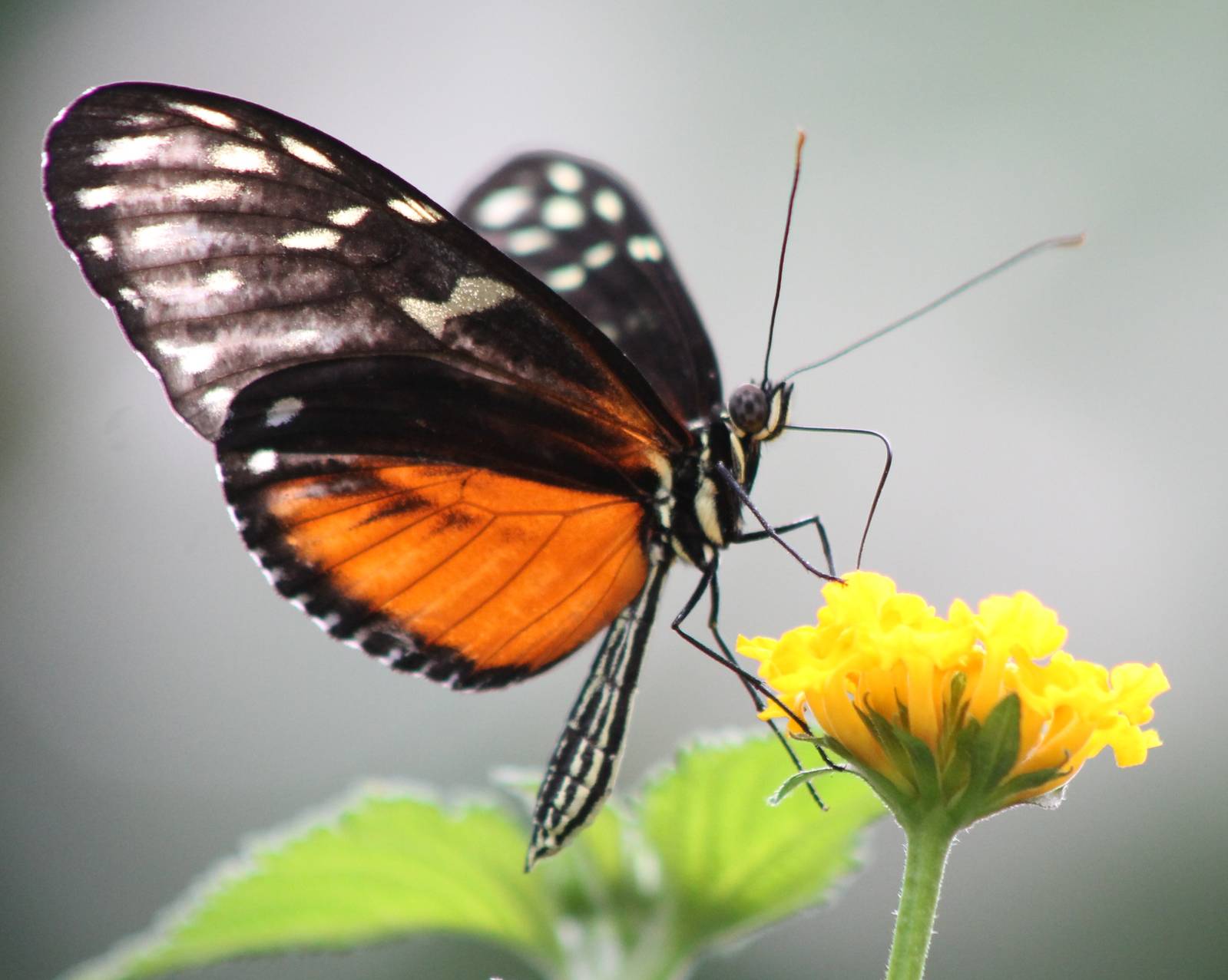 Heliconius butterfly