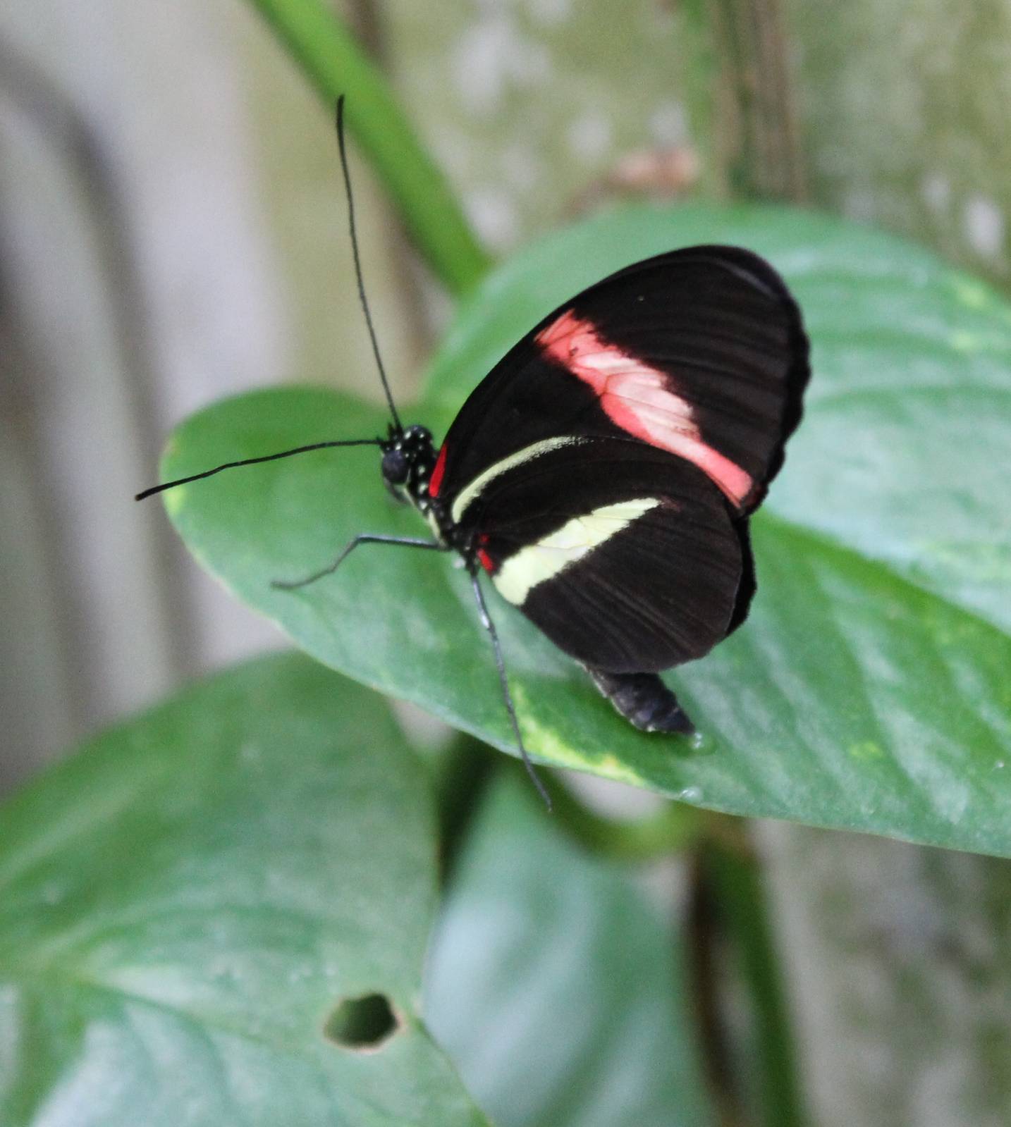 Heliconius butterfly