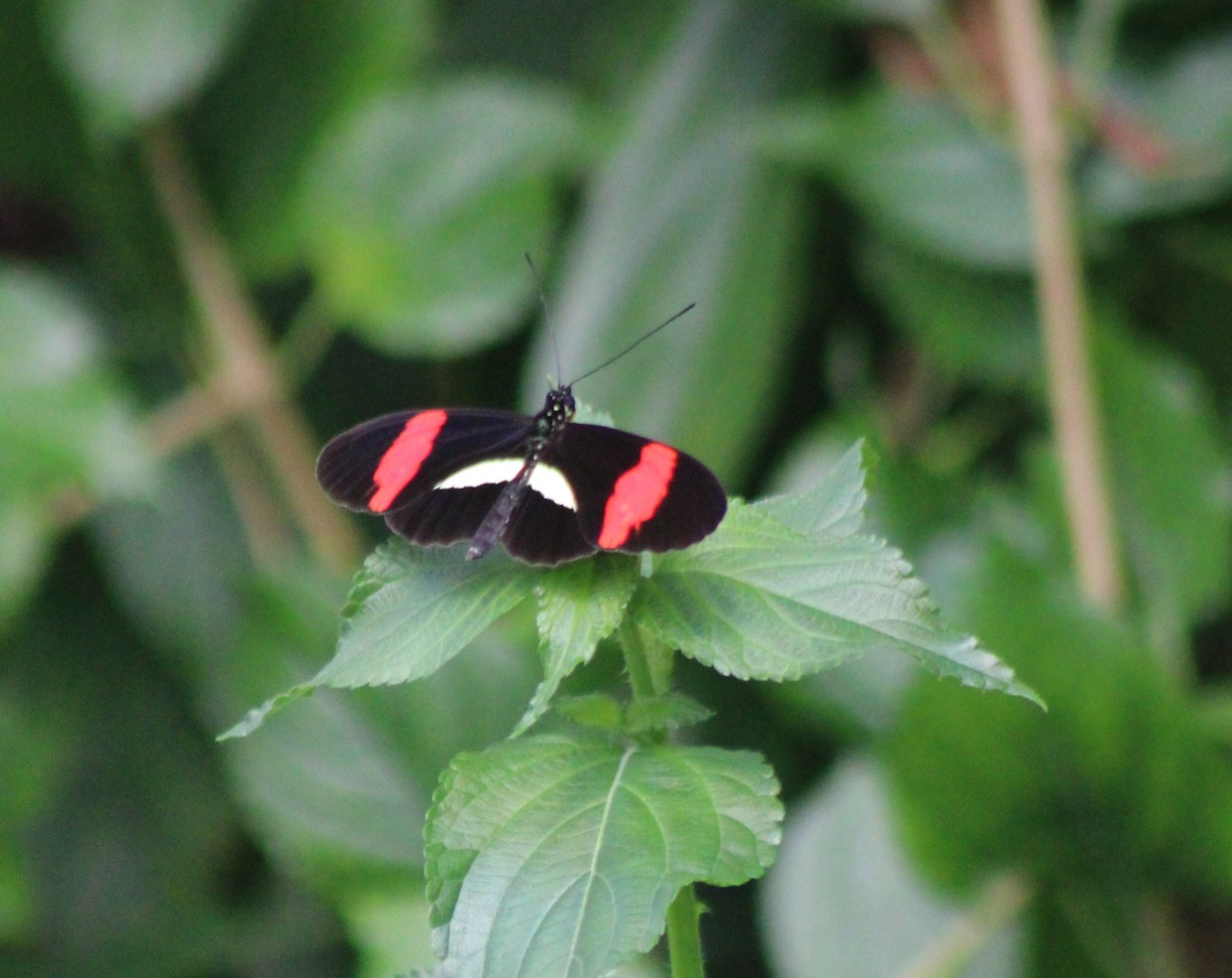 Heliconius butterfly