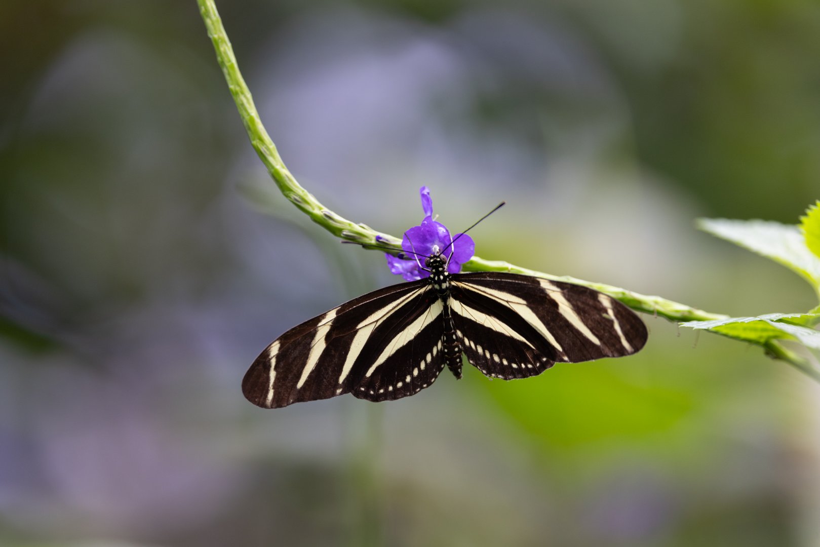 Heliconius charithonia - Mangrove