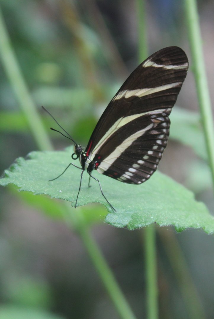 Heliconius charithonia - Zebra longwing.