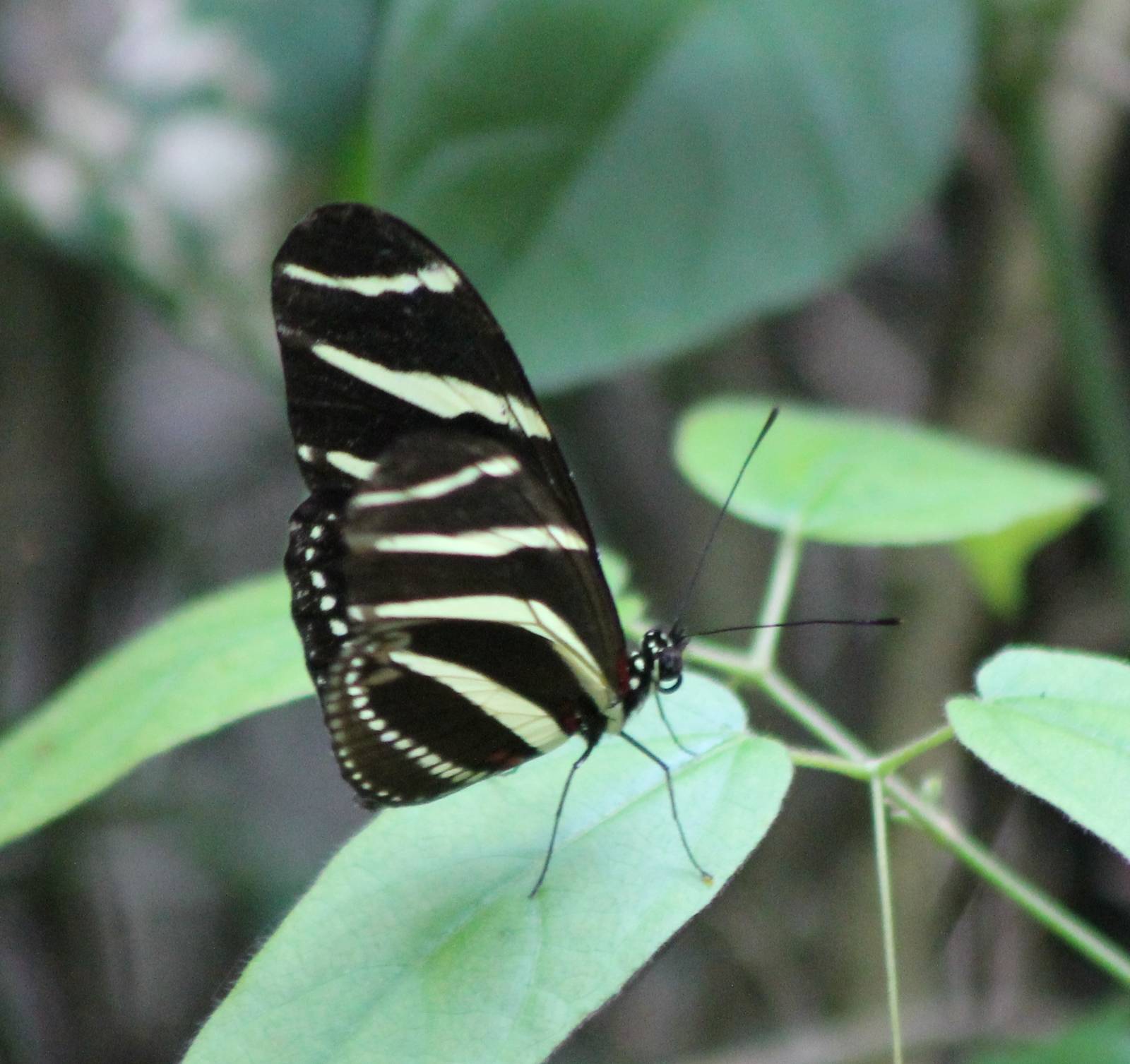 Heliconius charithonia