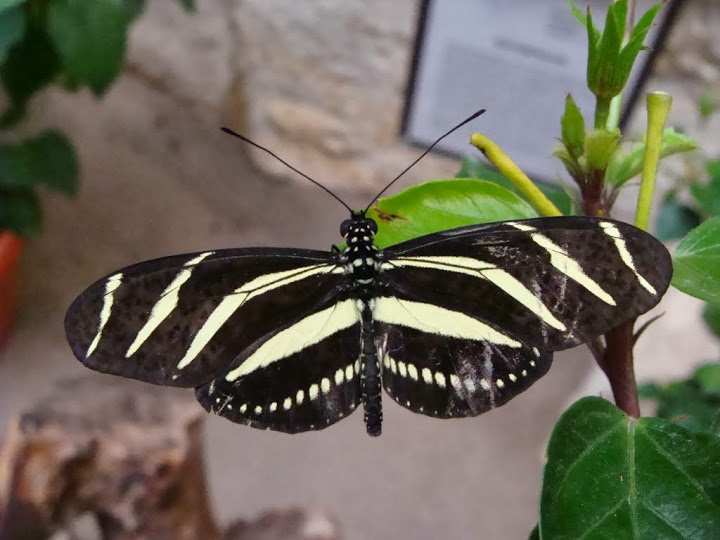 Heliconius charitone