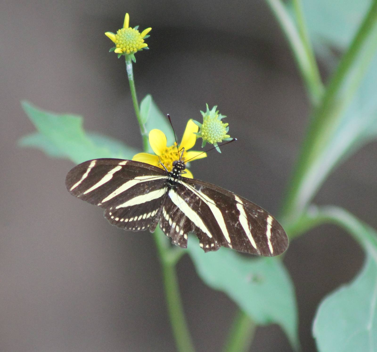 Heliconius charitonius