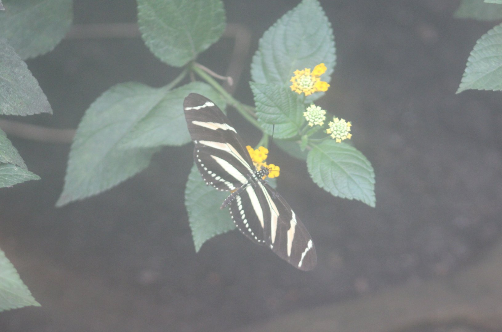 Heliconius charitonius