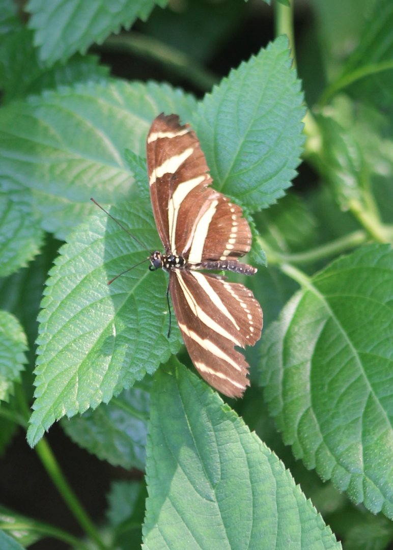 Heliconius charitorius