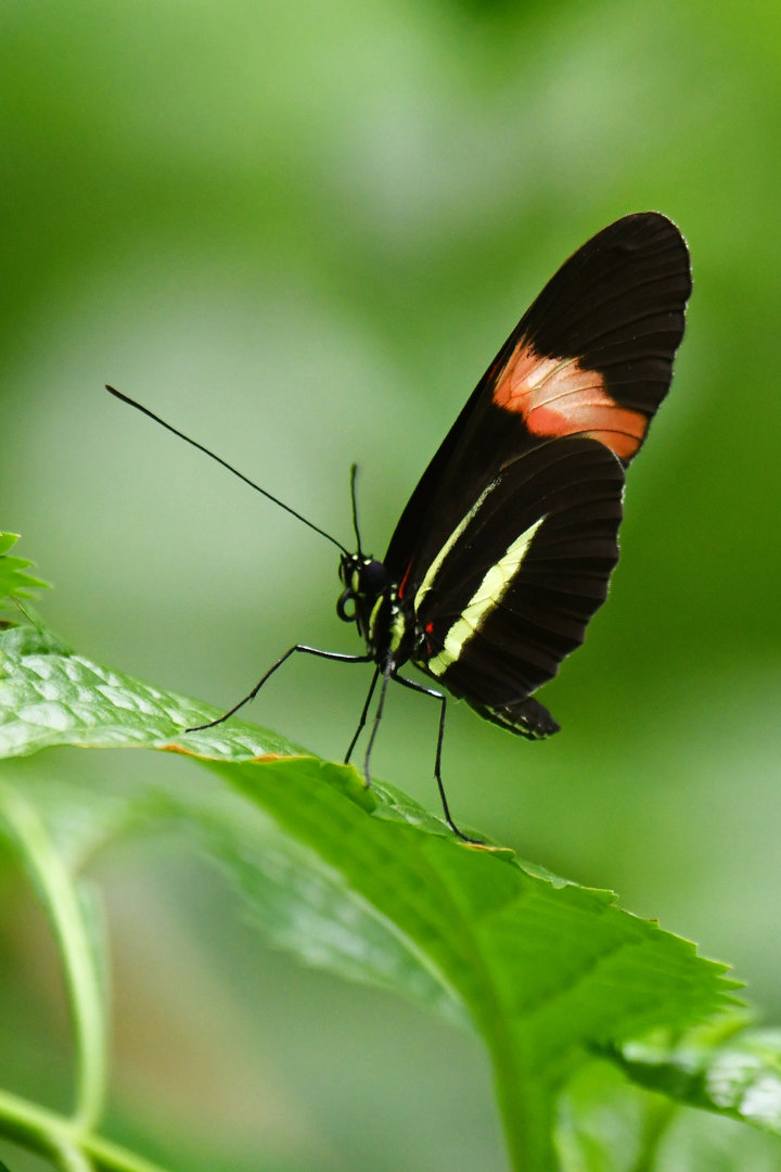 Heliconius doris
