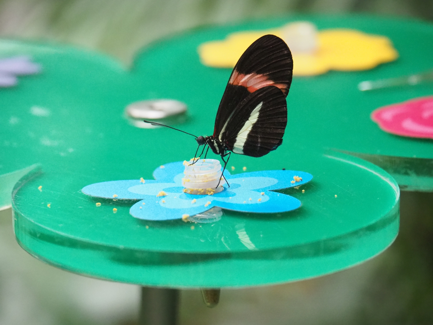 Heliconius erato - Red postman