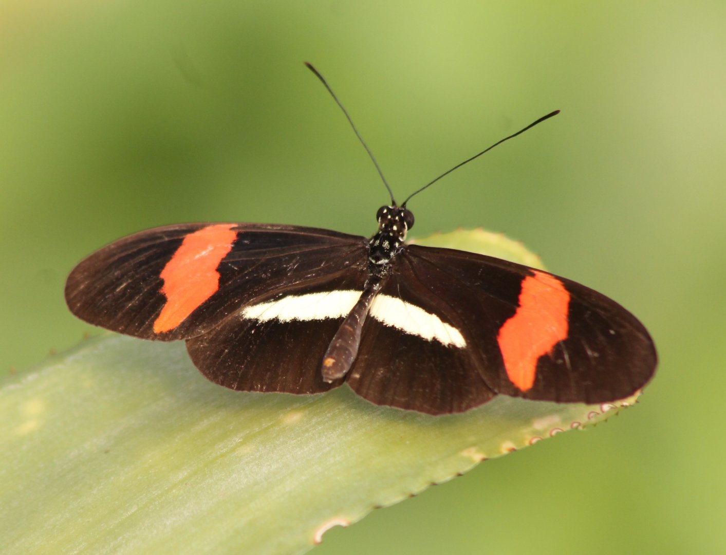 Heliconius erato
