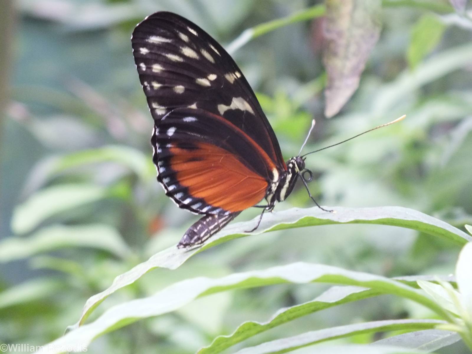 Heliconius hecale