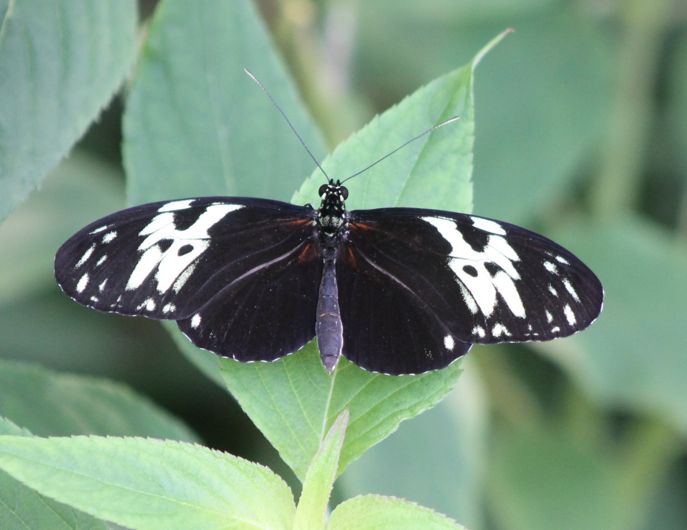 Heliconius hecale