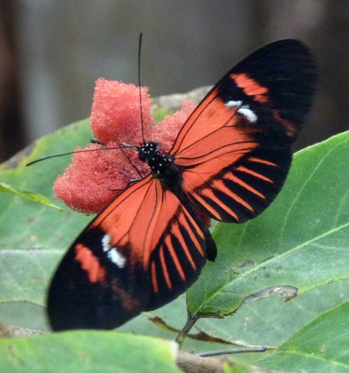 Heliconius Melpomene 4 (22-7-17 Faunia)