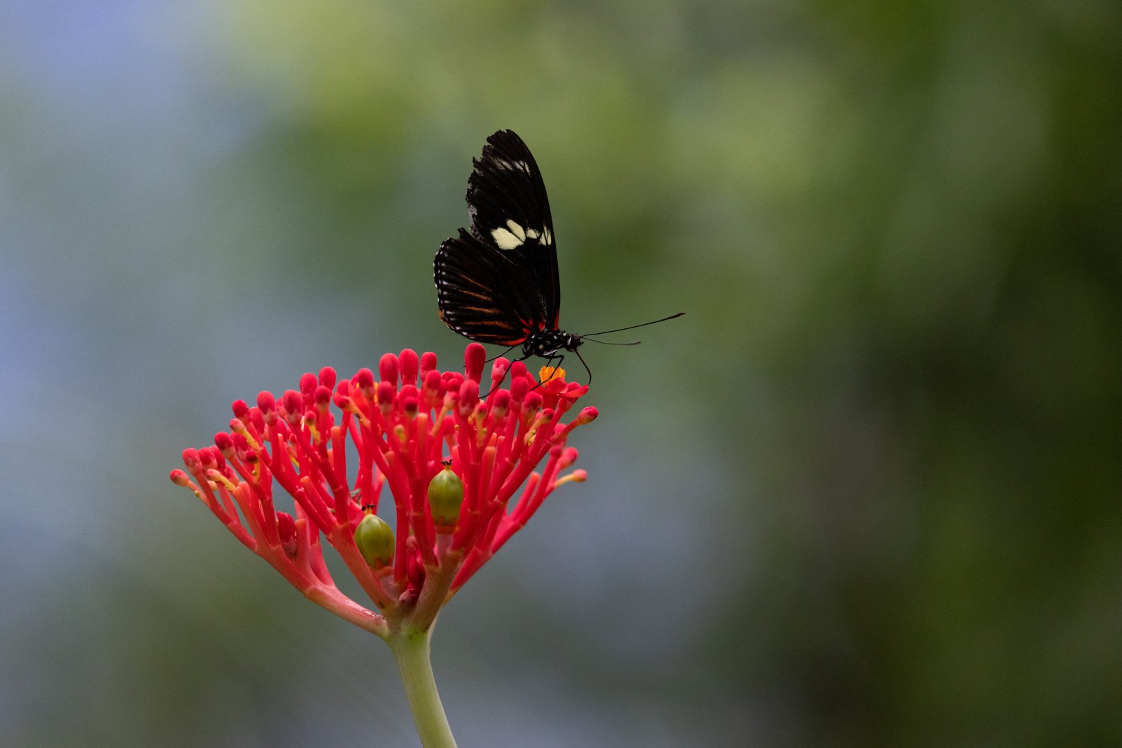 Heliconius melpomene - Mangrove