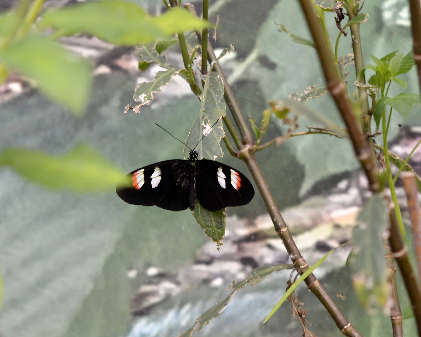 Heliconius Melpomene sub-species plessini