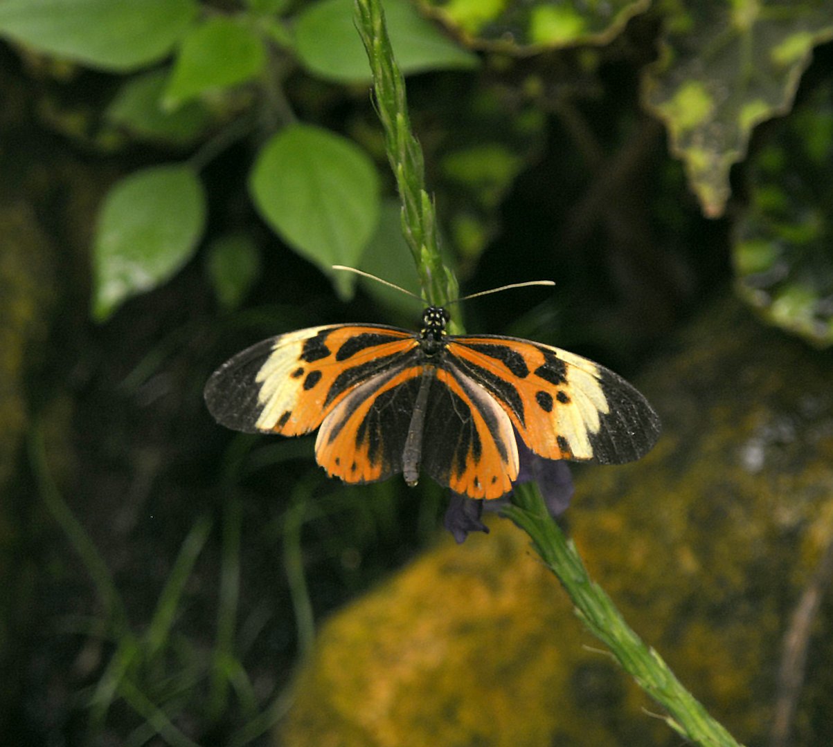 Heliconius numata
