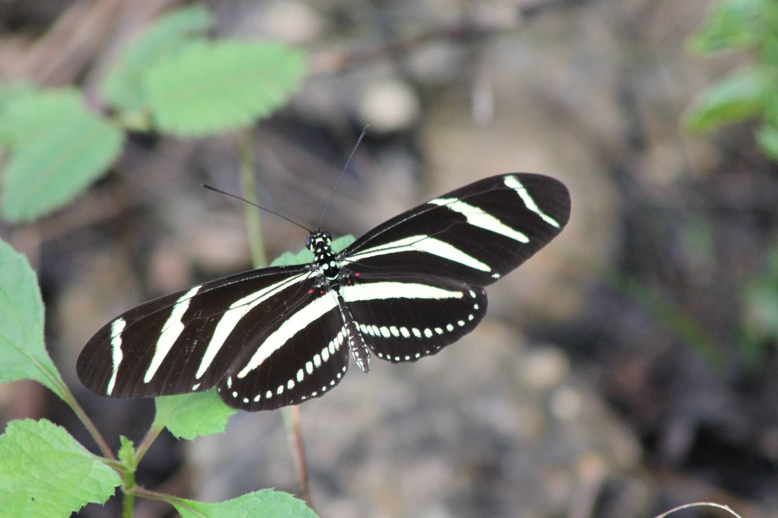 Heliconius prop. charithonia