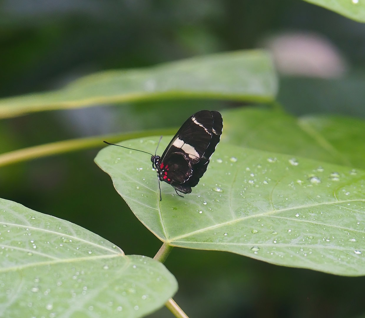 Heliconius sara, 2023-10-07