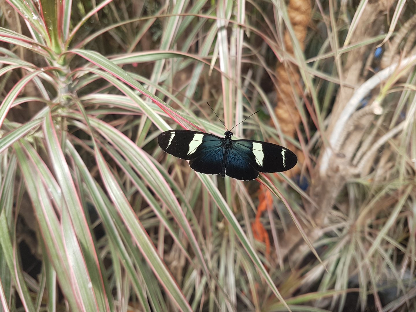 Heliconius sara