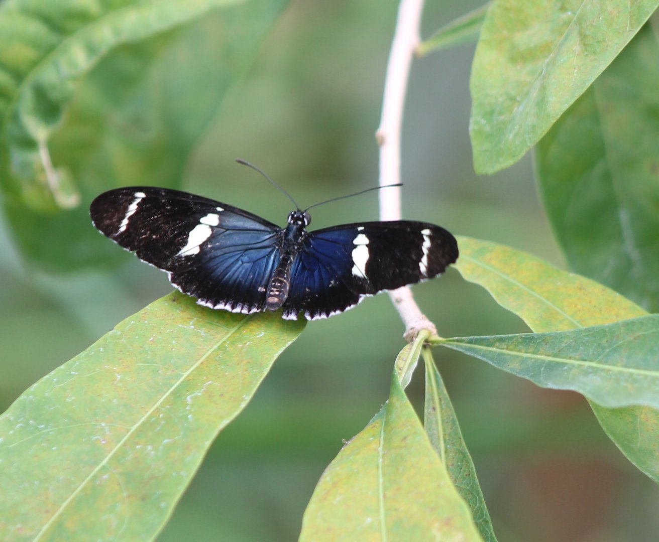 Heliconius sara