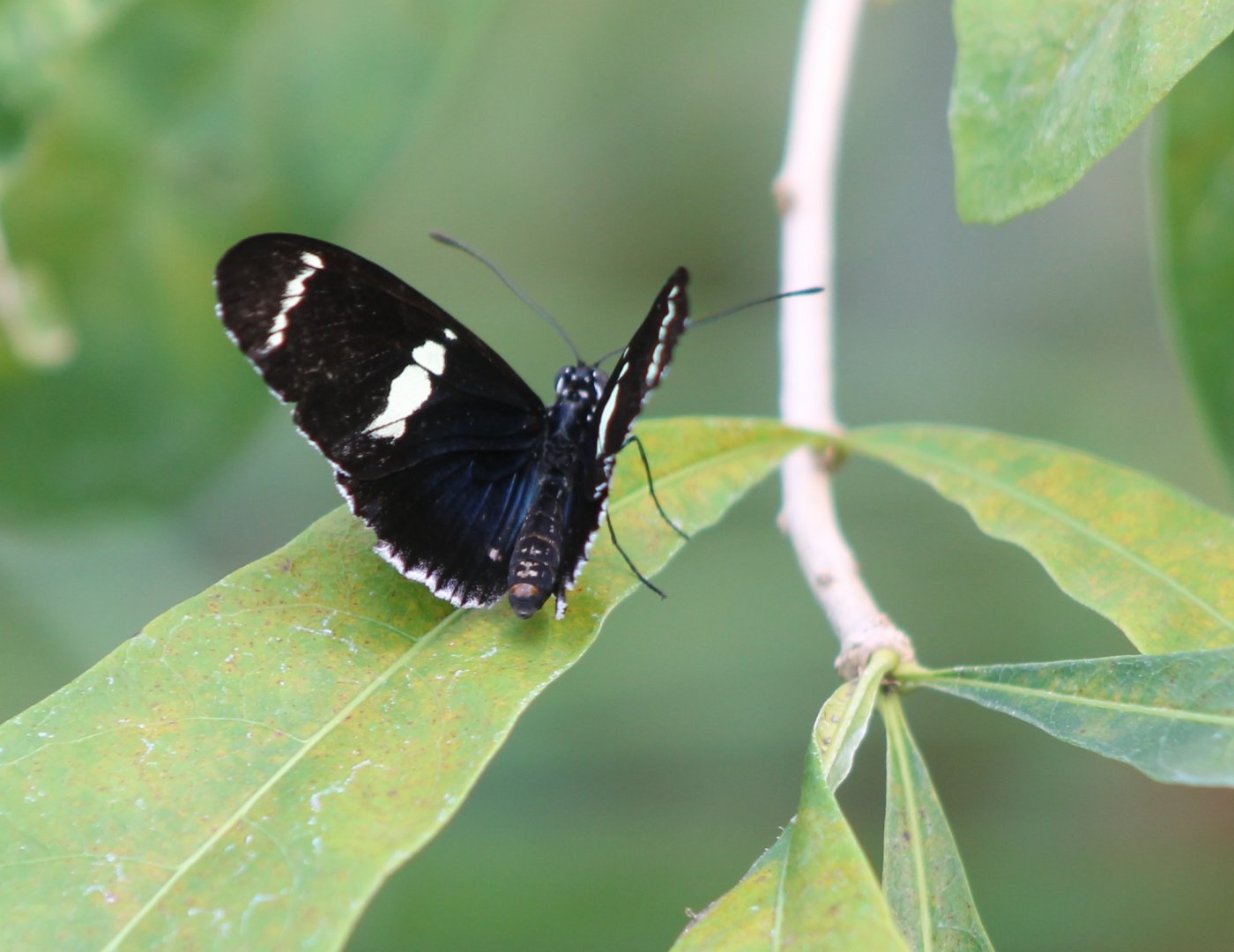 Heliconius sara