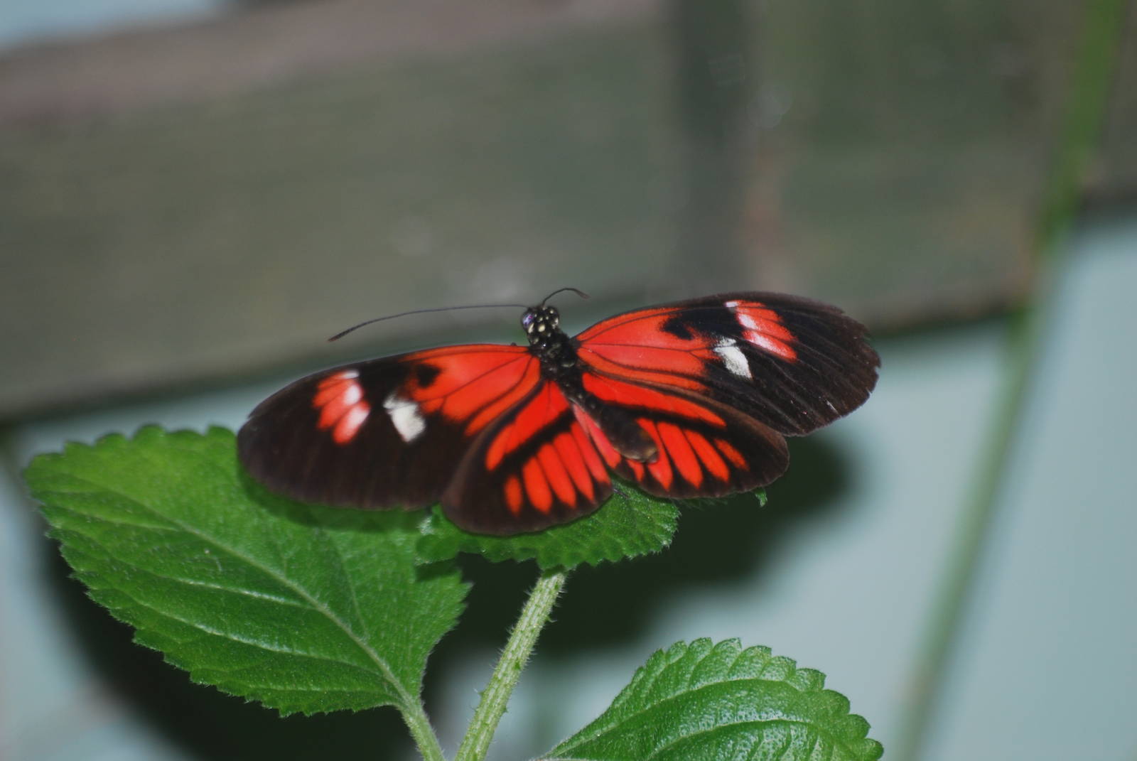 Heliconius sp. - Id please